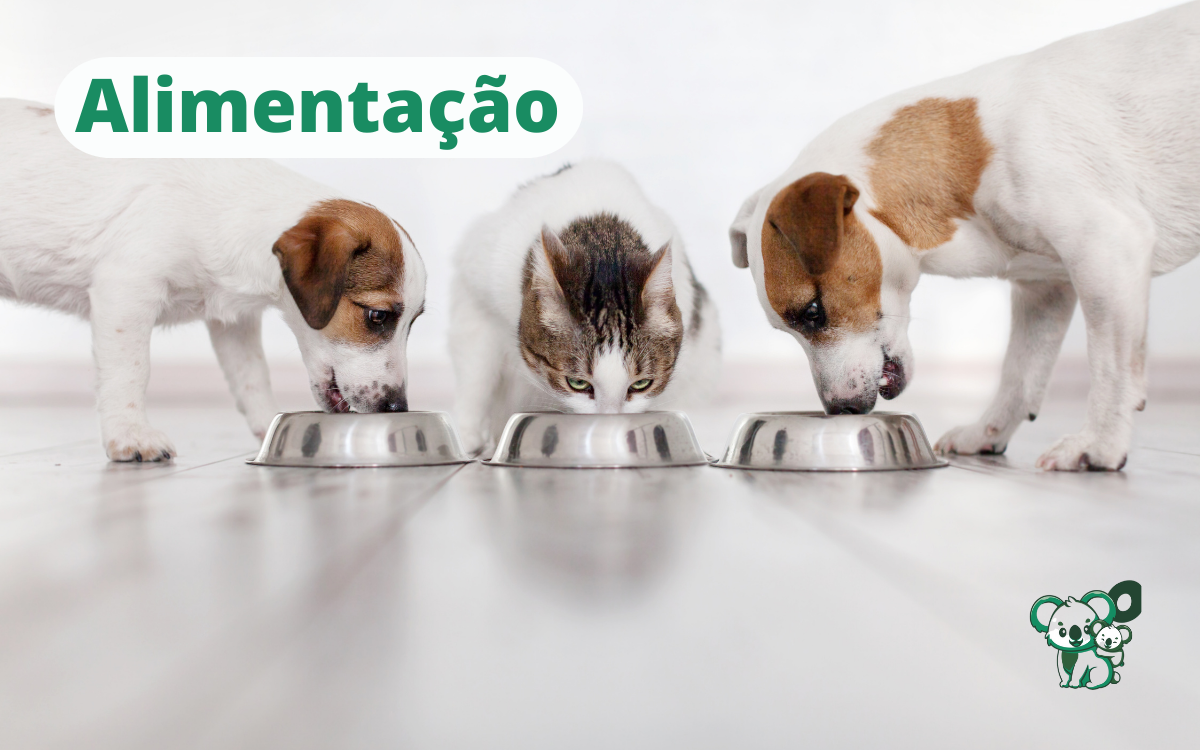 Alimentação para cão